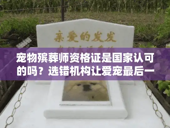 宠物殡葬师资格证是国家认可的吗？选错机构让爱宠最后一程变噩梦！