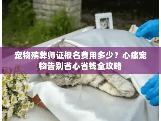宠物殡葬师证报名费用多少？心痛宠物告别省心省钱全攻略
