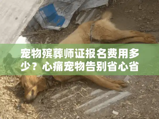 宠物殡葬师证报名费用多少？心痛宠物告别省心省钱全攻略