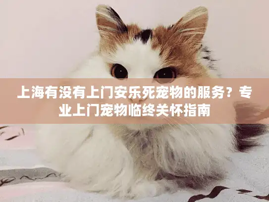 上海有没有上门安乐死宠物的服务？专业上门宠物临终关怀指南