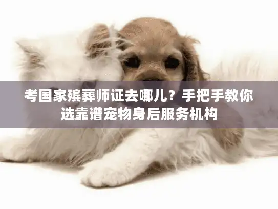 考国家殡葬师证去哪儿？手把手教你选靠谱宠物身后服务机构