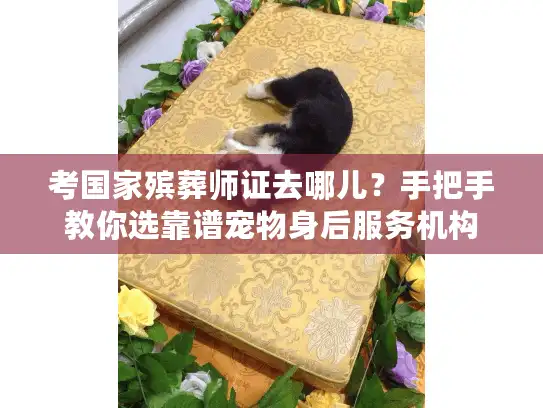 考国家殡葬师证去哪儿？手把手教你选靠谱宠物身后服务机构