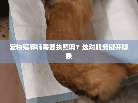 宠物殡葬师需要执照吗？选对服务避开隐患
