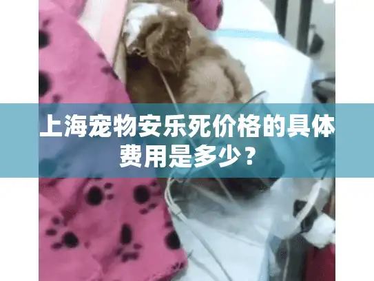上海宠物安乐死价格的具体费用是多少？