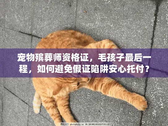 宠物殡葬师资格证，毛孩子最后一程，如何避免假证陷阱安心托付？