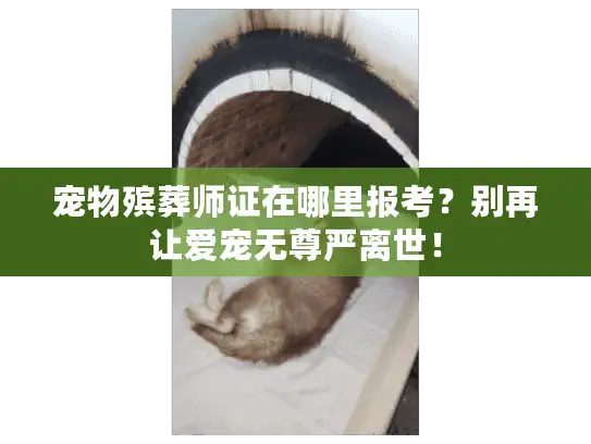 宠物殡葬师证在哪里报考？别再让爱宠无尊严离世！