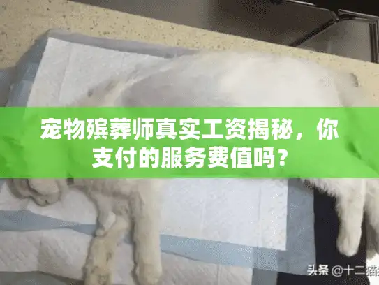 宠物殡葬师真实工资揭秘，你支付的服务费值吗？