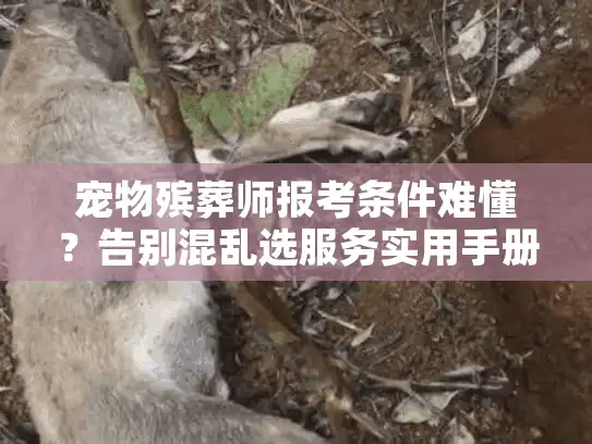 宠物殡葬师报考条件难懂？告别混乱选服务实用手册！