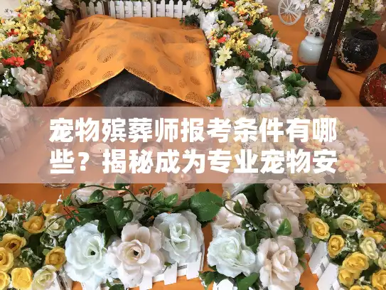 宠物殡葬师报考条件有哪些？揭秘成为专业宠物安葬师的入门门槛