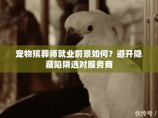 宠物殡葬师就业前景如何？避开隐藏陷阱选对服务商