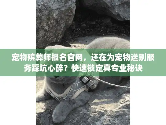 宠物殡葬师报名官网，还在为宠物送别服务踩坑心碎？快速锁定真专业秘诀