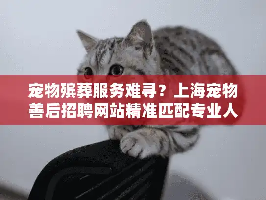 宠物殡葬服务难寻？上海宠物善后招聘网站精准匹配专业人才