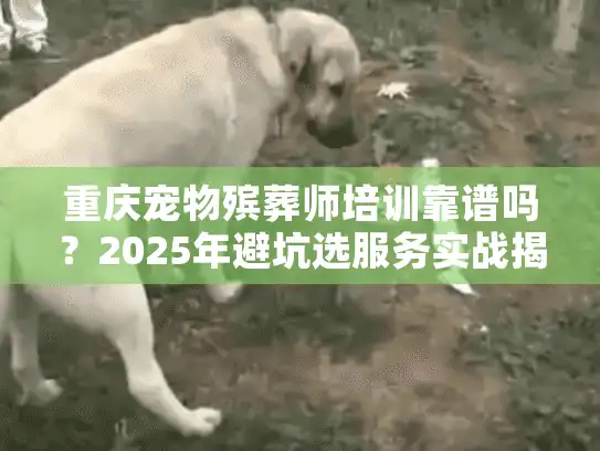 重庆宠物殡葬师培训靠谱吗？2025年避坑选服务实战揭秘