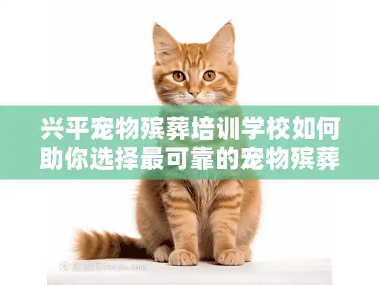 兴平宠物殡葬培训学校如何助你选择最可靠的宠物殡葬服务？