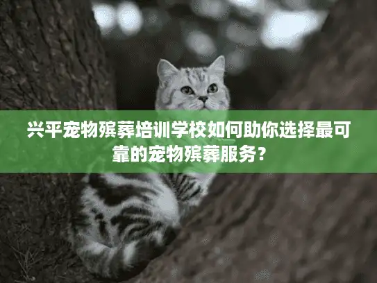 兴平宠物殡葬培训学校如何助你选择最可靠的宠物殡葬服务？