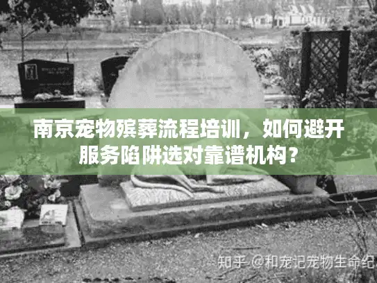 南京宠物殡葬流程培训，如何避开服务陷阱选对靠谱机构？