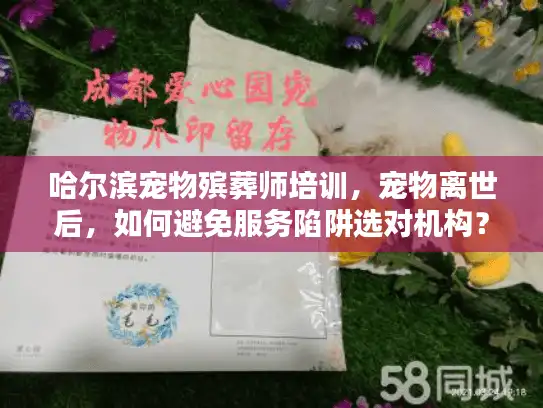 哈尔滨宠物殡葬师培训，宠物离世后，如何避免服务陷阱选对机构？