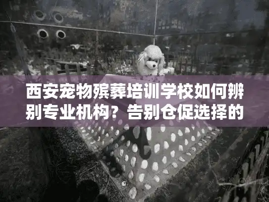 西安宠物殡葬培训学校如何辨别专业机构？告别仓促选择的遗憾