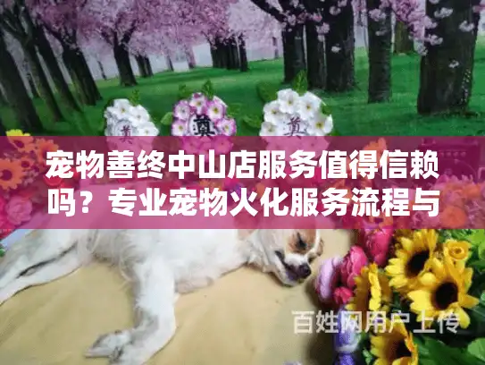 宠物善终中山店服务值得信赖吗？专业宠物火化服务流程与费用解析