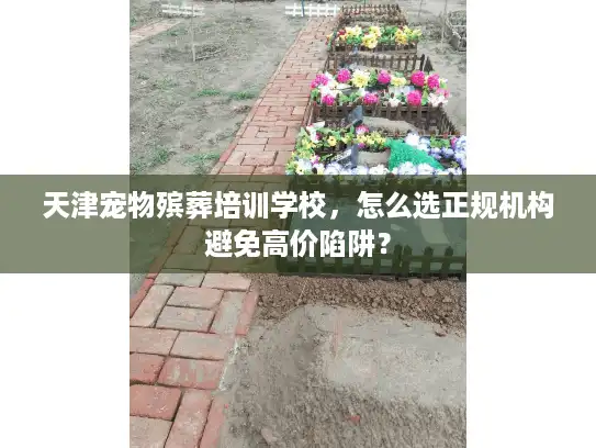 天津宠物殡葬培训学校，怎么选正规机构避免高价陷阱？