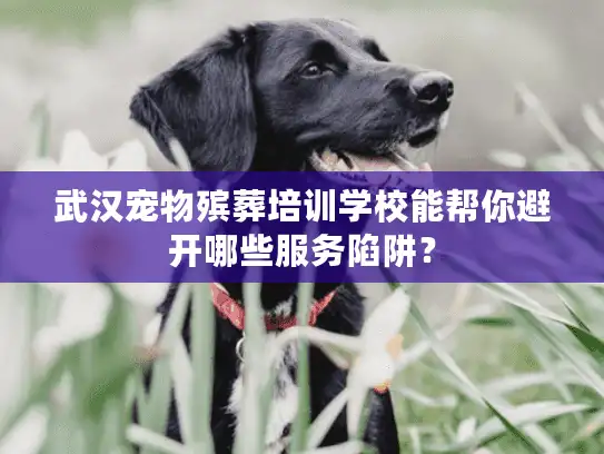 武汉宠物殡葬培训学校能帮你避开哪些服务陷阱？