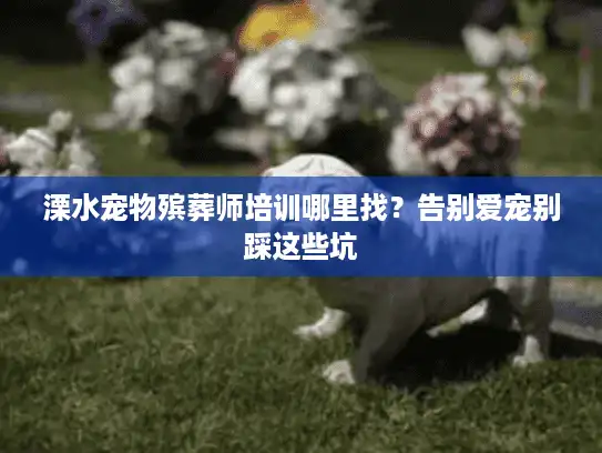 溧水宠物殡葬师培训哪里找？告别爱宠别踩这些坑