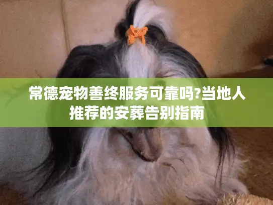 常德宠物善终服务可靠吗?当地人推荐的安葬告别指南