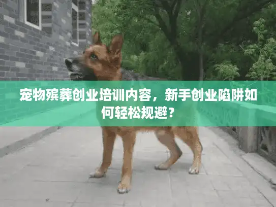 宠物殡葬创业培训内容，新手创业陷阱如何轻松规避？