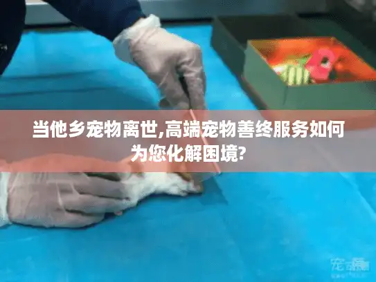 当他乡宠物离世,高端宠物善终服务如何为您化解困境?