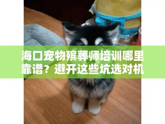 海口宠物殡葬师培训哪里靠谱？避开这些坑选对机构