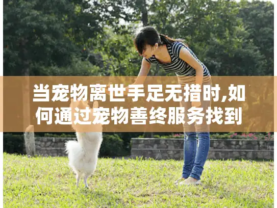 当宠物离世手足无措时,如何通过宠物善终服务找到心灵慰藉的完整指南