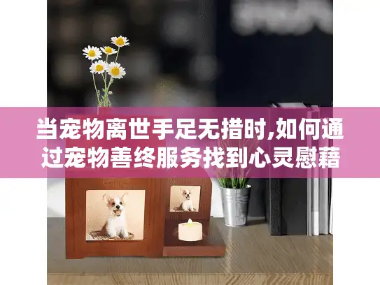 当宠物离世手足无措时,如何通过宠物善终服务找到心灵慰藉的完整指南