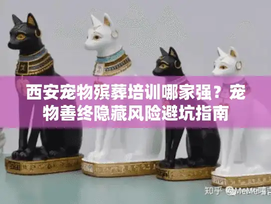 西安宠物殡葬培训哪家强？宠物善终隐藏风险避坑指南