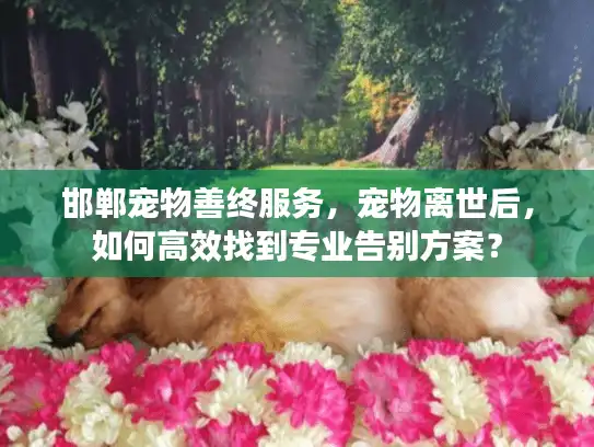 邯郸宠物善终服务，宠物离世后，如何高效找到专业告别方案？