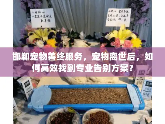 邯郸宠物善终服务，宠物离世后，如何高效找到专业告别方案？