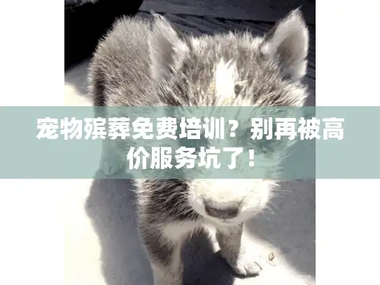 宠物殡葬免费培训？别再被高价服务坑了！