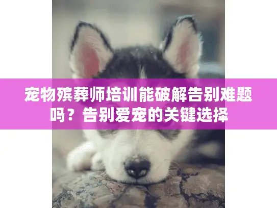 宠物殡葬师培训能破解告别难题吗？告别爱宠的关键选择
