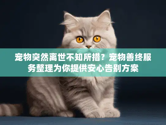 宠物突然离世不知所措？宠物善终服务整理为你提供安心告别方案