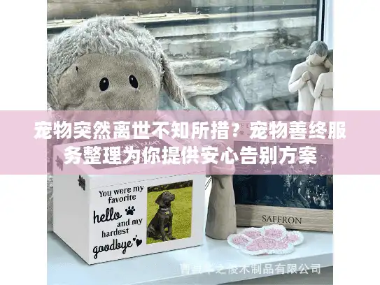 宠物突然离世不知所措？宠物善终服务整理为你提供安心告别方案