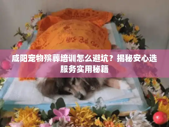 咸阳宠物殡葬培训怎么避坑？揭秘安心选服务实用秘籍