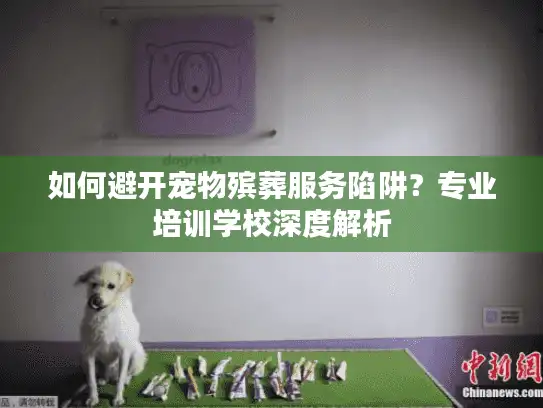 如何避开宠物殡葬服务陷阱？专业培训学校深度解析