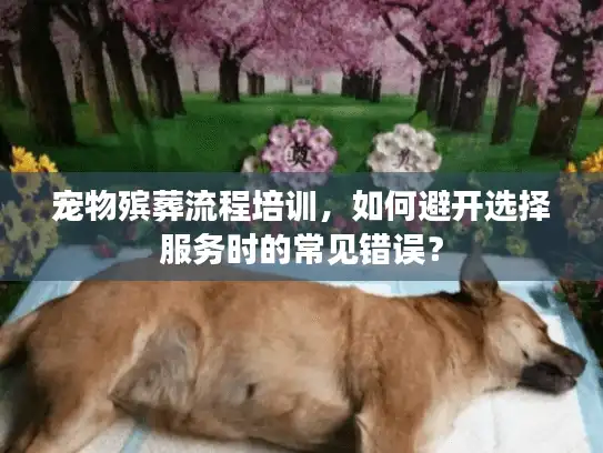 宠物殡葬流程培训，如何避开选择服务时的常见错误？
