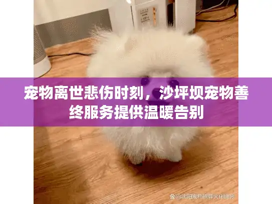宠物离世悲伤时刻，沙坪坝宠物善终服务提供温暖告别