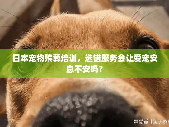 日本宠物殡葬培训，选错服务会让爱宠安息不安吗？