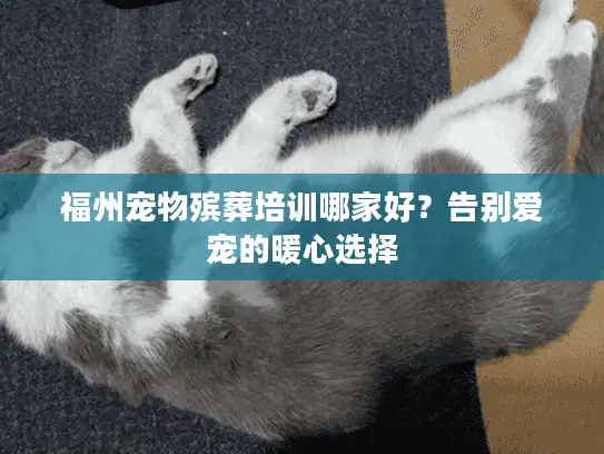 福州宠物殡葬培训哪家好？告别爱宠的暖心选择