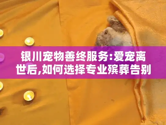 银川宠物善终服务:爱宠离世后,如何选择专业殡葬告别服务?