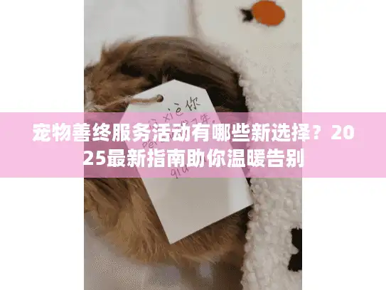宠物善终服务活动有哪些新选择？2025最新指南助你温暖告别