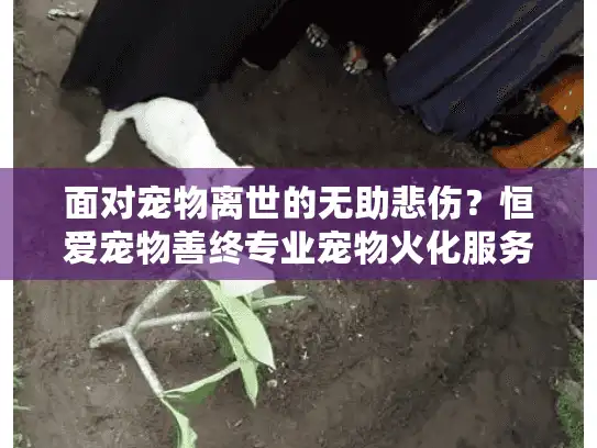 面对宠物离世的无助悲伤？恒爱宠物善终专业宠物火化服务提供安心慰藉
