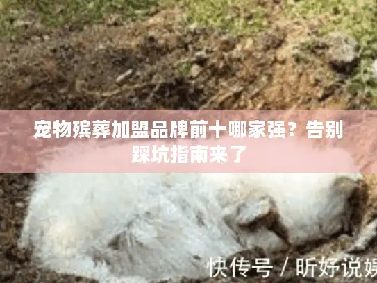 宠物殡葬加盟品牌前十哪家强？告别踩坑指南来了