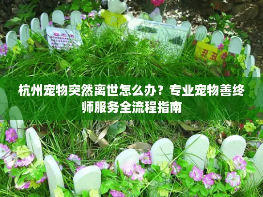 杭州宠物突然离世怎么办？专业宠物善终师服务全流程指南